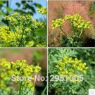 Rare 10pcs/lot Rue Lithuanian Flowers,can Drive Flies, Vanilla Flowers