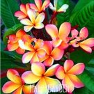 Rare 100 PCS Japanese Style Plumeria Plant Potted Bonsai