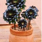 Rare 100pcs Aeonium arboreum 'Zwartkop' Bonsai Succulents
