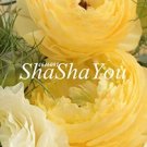Rare 100 Pcs Rare Ranunculus Asiaticus Seed DIY Plants
