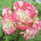 Rare 20 seeds Geranium Bonsai Apple Blossom Rosebud Pelargonium Hortorum