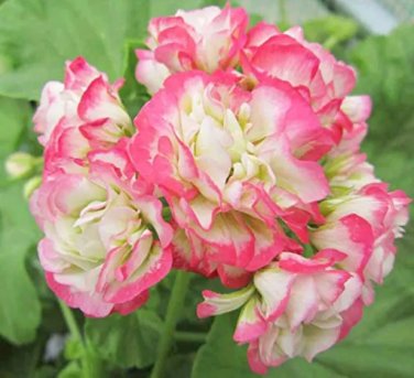 Rare 20 seeds Geranium Bonsai Apple Blossom Rosebud Pelargonium Hortorum