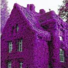 Rare 100Pcs Perfume Rainbow Climbing Plants Coulourful Rock Cress Flower Seeds