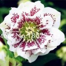 Rare 100 pcs/Bag Unique Mixed Colors Japanese Bonsai Potted