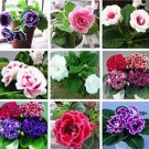 Rare 100PCS Gloxinia Plant Seeds Mixed Purple White Pink ect 9 Colors
