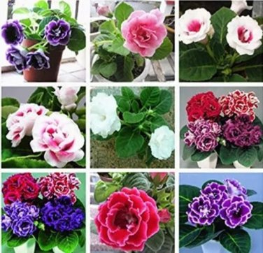 Rare 100PCS Gloxinia Plant Seeds Mixed Purple White Pink ect 9 Colors