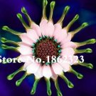 Rare 100 Pcs African Blue Eyed Daisy Flower Bonsai Osteospermum Flower
