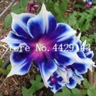 Rare 100 Pcs/Bag Rare Star Petunia Blue Bonsai Garden and Patio Potted Plant Morning Glory Flowers