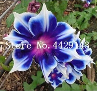 Rare 100 Pcs/Bag Rare Star Petunia Blue Bonsai Garden and Patio Potted Plant Morning Glory Flowers