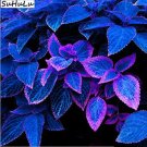 Rare 100 pcs Japanese Bonsai Blue Coleus Plant Foliage