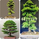 Rare 10 Pcs/Bag Mini Japanese Cedar Seed Tree Easy to Plant Seed Home Garden