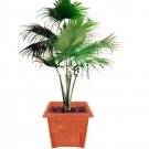 Rare 100 pcs Palm Bamboo Garden Lady Palm Tree Indoor Plants