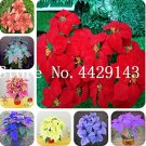 Rare 100 Pcs/Bag Poinsettia DIY Potted Colorful Bonsai Flower