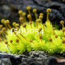 Rare 500pcs Rare Aquarium Planten Java Moss Grass Plants