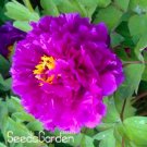 Rare Chinese Rare and Precious Species of Blue Peony Flower Bonsai 10 Pcs/lot