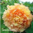 Rare Chinese Rare and Precious Species of Blue Peony Flower Bonsai 10 Pcs/lot