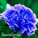 Rare Chinese Rare and Precious Species of Blue Peony Flower Bonsai 10 Pcs/lot