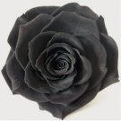 Rare 100pcs Exotic Rainbow Rose Plants Mixed Colors Rosa Planta