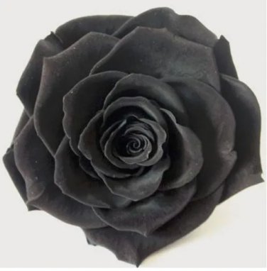 Rare 100pcs Exotic Rainbow Rose Plants Mixed Colors Rosa Planta