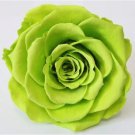 Rare 100pcs Exotic Rainbow Rose Plants Mixed Colors Rosa Planta
