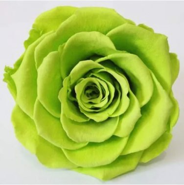 Rare 100pcs Exotic Rainbow Rose Plants Mixed Colors Rosa Planta