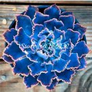 Rare 100 pcs Succulent Bonsai Mix Organic Ornamental Plant Flower