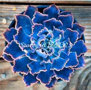 Rare 100 pcs Succulent Bonsai Mix Organic Ornamental Plant Flower
