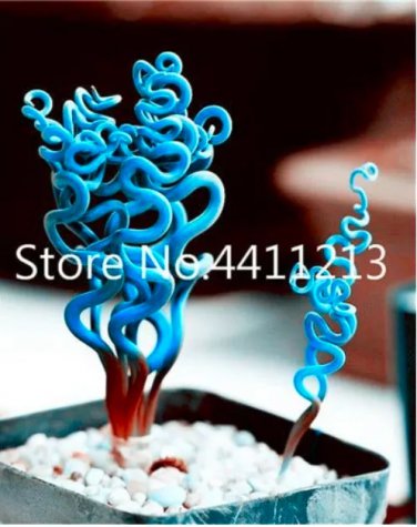 Rare 2000 pcs Blue Spring Grass Rare Succulents Plant Funny Seed Planting