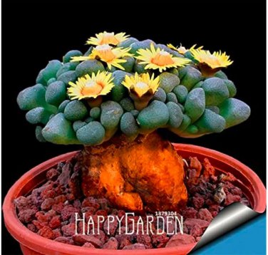 Rare 10 Pcs/Lot Succulents Raw Stone Cactus Seed Stems Tetragonia