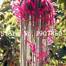 Rare 100 pcs Climbing Plant Echinopsis Tubiflora Flowering Cactus