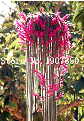 Rare 100 pcs Climbing Plant Echinopsis Tubiflora Flowering Cactus