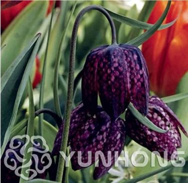 Rare 100PCS Snake's Head Persian Fritillary Bonsai Fritillaria Meleagris Seeds