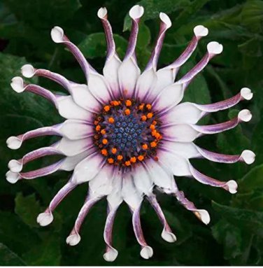 Rare Hierloom 50 Trailing African Daisy Seeds