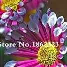 Rare 100 Pcs African Blue Eyed Daisy Flower Bonsai Osteospermum Flower