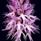 Rare Orchis Italica Bonsai 100 PCS Pyramid Monkey Orchid Italian Man