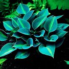 Rare Gimax 150Pcs/Pack Hosta Flower Seeds Garden Perennials Ornamental Lily Shade Hosta