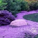 Rare 200 PCS Creeping Thyme Seeds Rock CRESS Plant - Light Purple Flowers