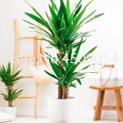 Rare 50 pcs Yucca Bonsai DIY Potted Plants Indoor/Outdoor Pot Bonsai