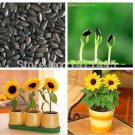 Rare 20 Dwarf Sunflower Bonsai Indoor & Outdoor Dwarf Mini Sunflower