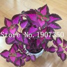 Rare 200 pcs Coleus Plants Rare Rainbow Coleus blumei Bonsai Japanese Flower