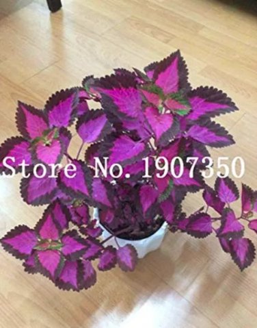 Rare 200 pcs Coleus Plants Rare Rainbow Coleus blumei Bonsai Japanese Flower