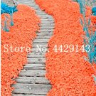 Rare 100 Pcs Rare Rock Cress Bonsai Climbing Plant Creeping Thyme