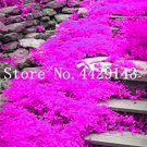 Rare 100 Pcs Rare Rock Cress Bonsai Climbing Plant Creeping Thyme