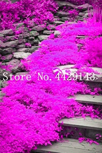 Rare 100 Pcs Rare Rock Cress Bonsai Climbing Plant Creeping Thyme