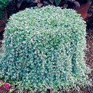 Rare Dichondra Repens Silver Falls Emerald Falls Ground Cover Bonsai 100Pcs