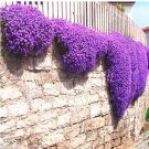 Rare 100 pcs/bag Creeping Thyme Seeds or Multi-color ROCK CRESS Seeds