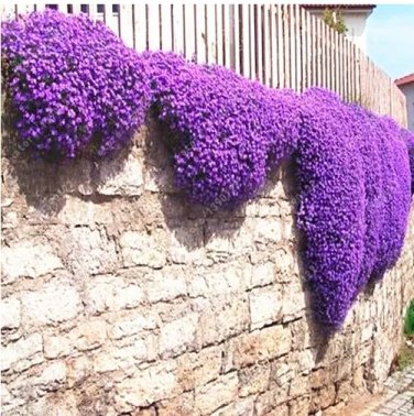 Rare 100 pcs/bag Creeping Thyme Seeds or Multi-color ROCK CRESS Seeds