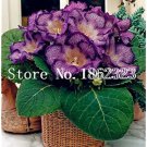 Rare 100 pcs/Bag Gloxinia Plant, Seed sinningia Gloxinia Bonsai