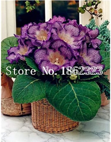 Rare 100 pcs/Bag Gloxinia Plant, Seed sinningia Gloxinia Bonsai