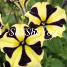 Rare 200Pcs Hanging Petunia Bonsai Flower Blue Morning Glory Bonsai,Rare Color Petunia Flower
